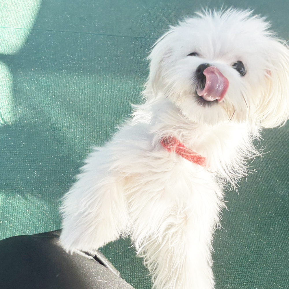 生徒が撮影したモデル犬たちの写真①